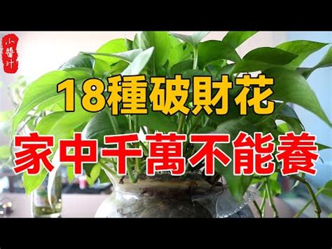 門口種雞蛋花風水|【雞蛋花風水】雞蛋花風水擺設：破解煞氣、招福旺運 – 每日新聞。